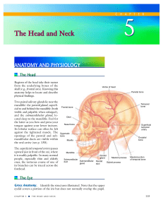 The Head and Neck The Head and Neck