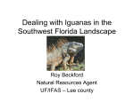 Dealing with Iguanas in the Southwest Florida Landscape