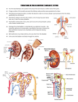 The kidney`s principal function is to filter the blood in order to remove