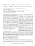 Rapid Translocation of Zn 2+ from Nerve Terminals