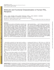 Molecular and Functional Characterization of Human P2X2 Receptors