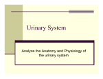 Urinary System