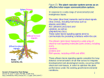 1 Figure 23. The plant vascular system serves as an effective inter