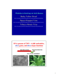 Barley Yellow Dwarf Papaya Ringspot Virus Tobacco Mosaic Virus