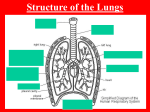 Structure Of The Lungs