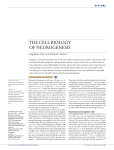 the cell biology of neurogenesis