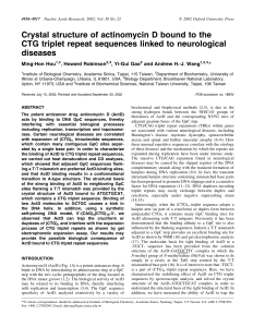 Crystal structure of actinomycin D bound to the CTG triplet repeat