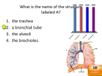 What is the name of the structure labeled A? 1. the trachea 2. a