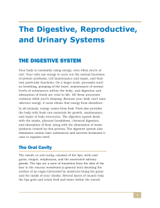 The Digestive, Reproductive, and Urinary Systems
