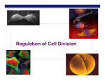 Cell Cycle PPT