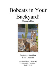 Bobcats in Your Backyard! - University of Arizona | Ecology and
