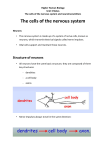 The cells of the nervous system