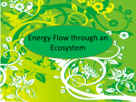 Energy Flow through an Ecosystem