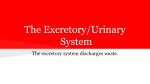 The Excretory/Urinary System