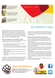 Eye Infections in Dogs - JAR - JAR