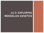 11-3: exploring mendelian genetics