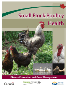 Small Flock Poultry Health - Province of British Columbia
