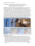 Albatross - Pacific Rim Conservation