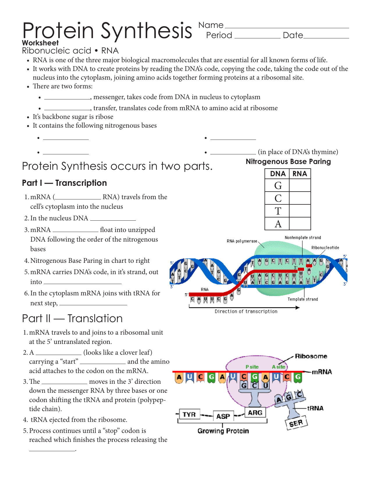 Protein Synthesis Flow Chart Worksheet Answers