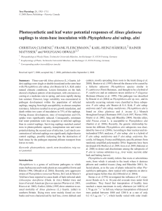 Photosynthetic and leaf water potential responses