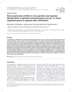 Gene expression profiles in rice gametes and zygotes: identification