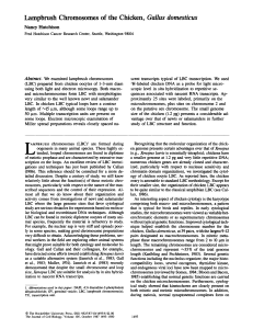 Lampbrush Chromosomes of the Chicken