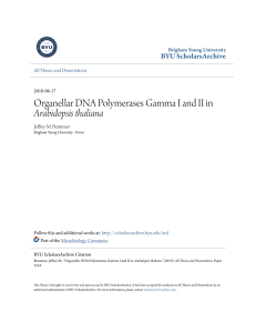 Organellar DNA Polymerases Gamma I and II in