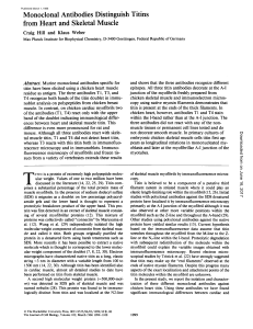 Monoclonal Antibodies Distinguish Titins from Heart and Skeletal