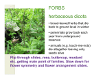 FORBS herbaceous dicots