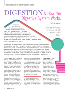 How the Digestion System Works