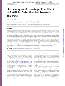 Heterozygote Advantage: The Effect of Artificial Selection in