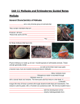 Unit 11 Mollusks and Echinoderms Guided Notes Molluks