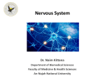 Nervous System - An-Najah Staff - An