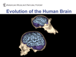 Evolution of the Human Brain