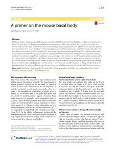 A primer on the mouse basal body