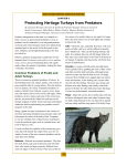 Protecting Heritage turkeys from Predators