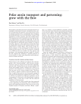 Polar auxin transport and patterning