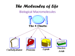The Molecules of Life student