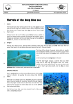 Marvels of the deep blue sea