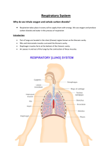 Parts of the respiratory system