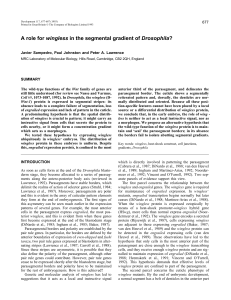 A role for wingless in the segmental gradient of Drosophila?