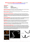 BIOLOGY FACTS ABOUT BLACKWORMS (by C. Drewes, 2004)