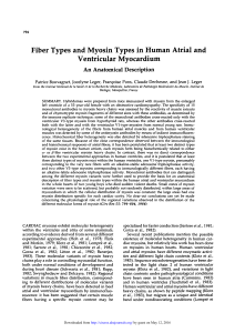 Fiber Types and Myosin Types in Human Atrial and Ventricular