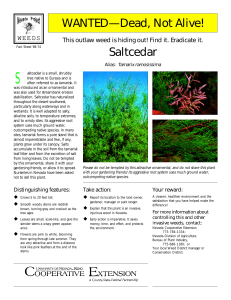 WANTED— Dead, Not Alive! Saltcedar