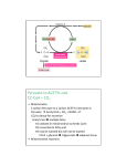 Pyruvate to ACETYL coA CC