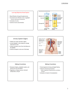 Renal System Notes