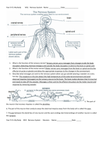 Year 9 It`s My Body WS1 Nervous System Name