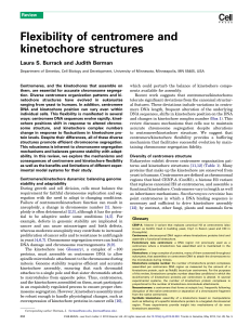 Flexibility of centromere and kinetochore structures