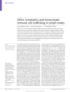 HEVs, lymphatics and homeostatic immune cell trafficking in lymph