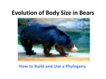 2. Bears Phylogeny Lesson 1 - AIM-UP!